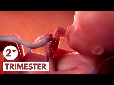 2nd Trimester